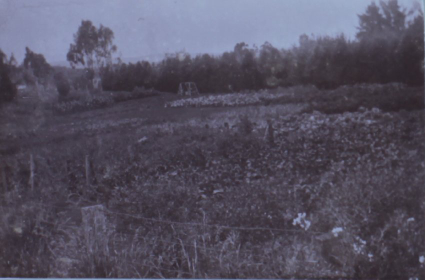 View of Saumarez - gardens
