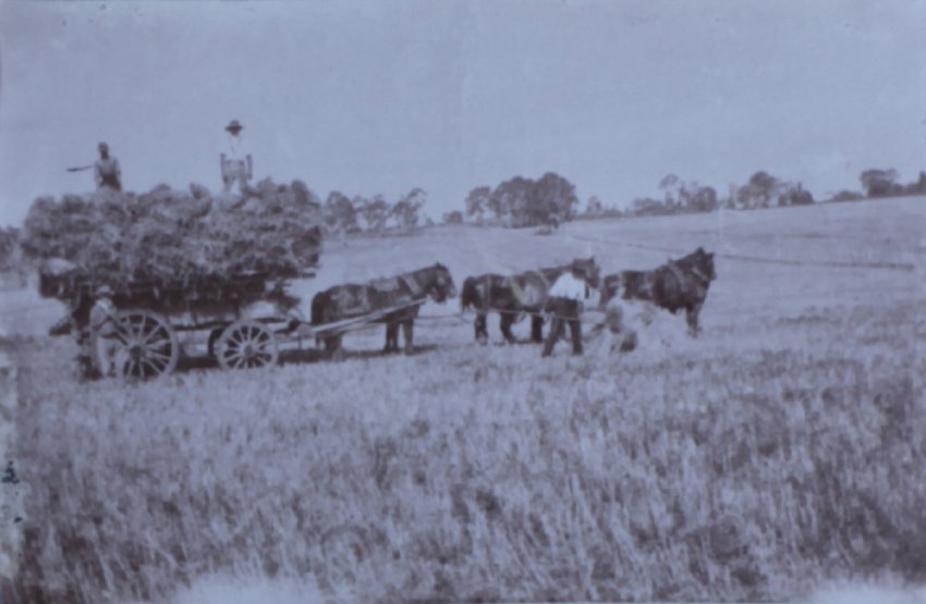 Hay wagon on Saumarez