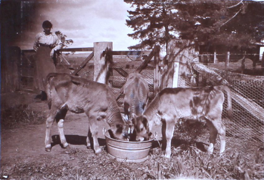 Calves feeding at a tub