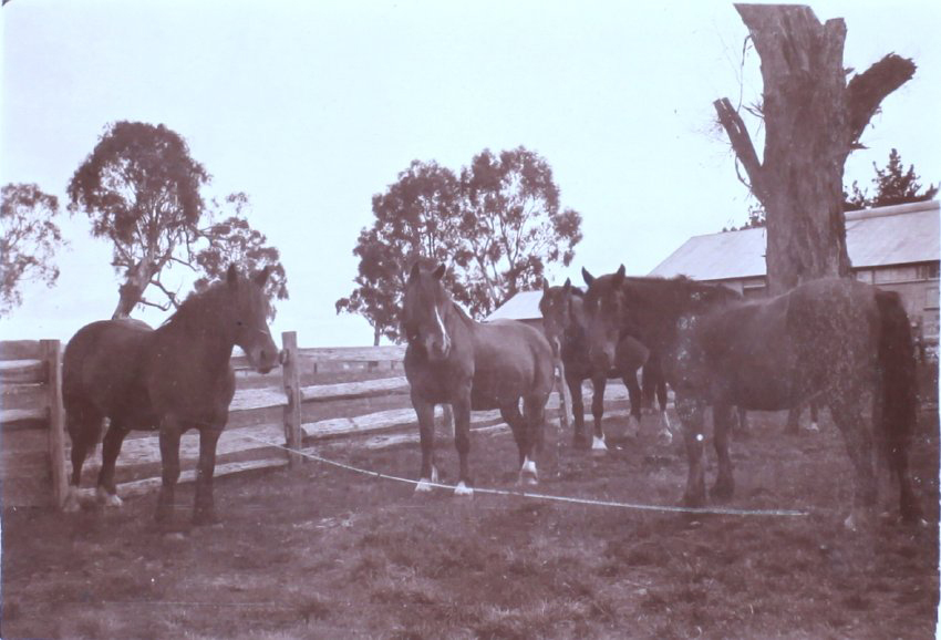 Four horses in a yard