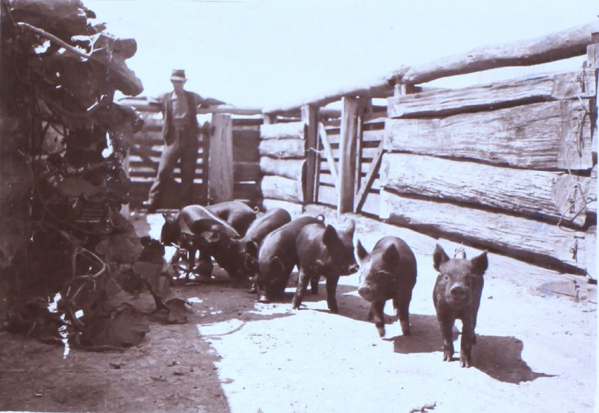 Unidentified man with piglets