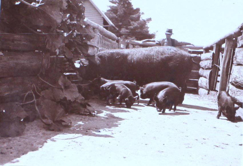 Unidentified man with sow and piglets
