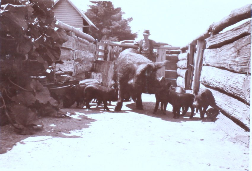 Unidentified man with sow and piglets