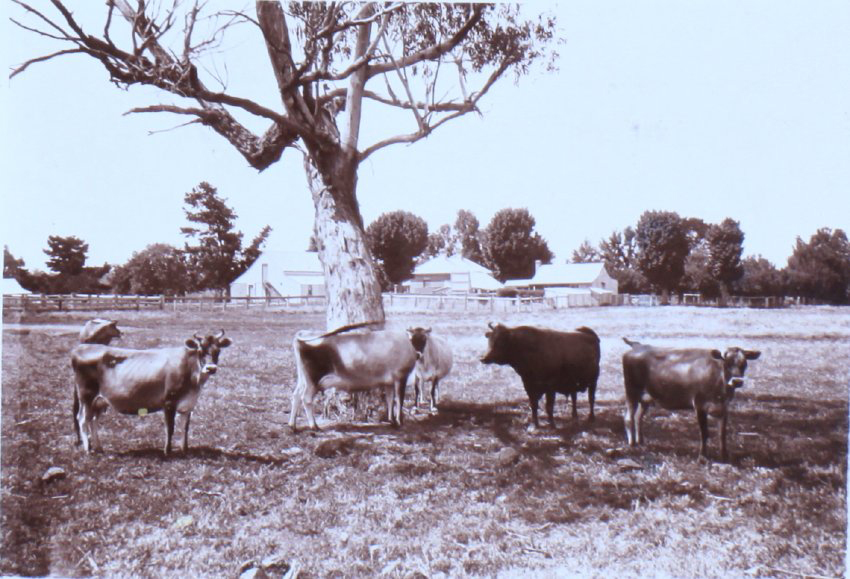 Cows in a paddock