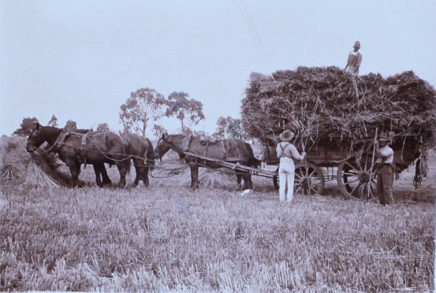 Workmen loading hay