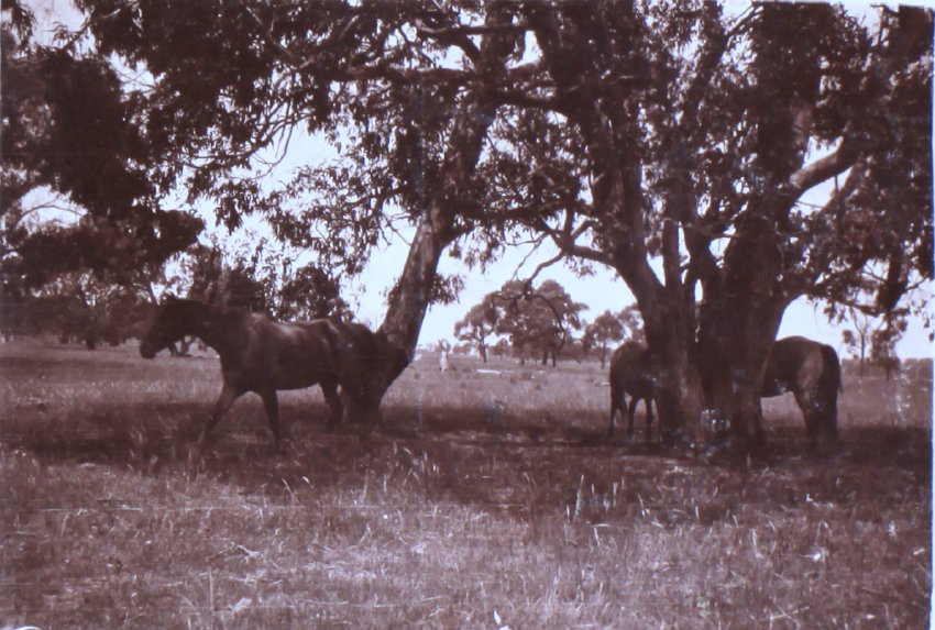 Horses under a tree