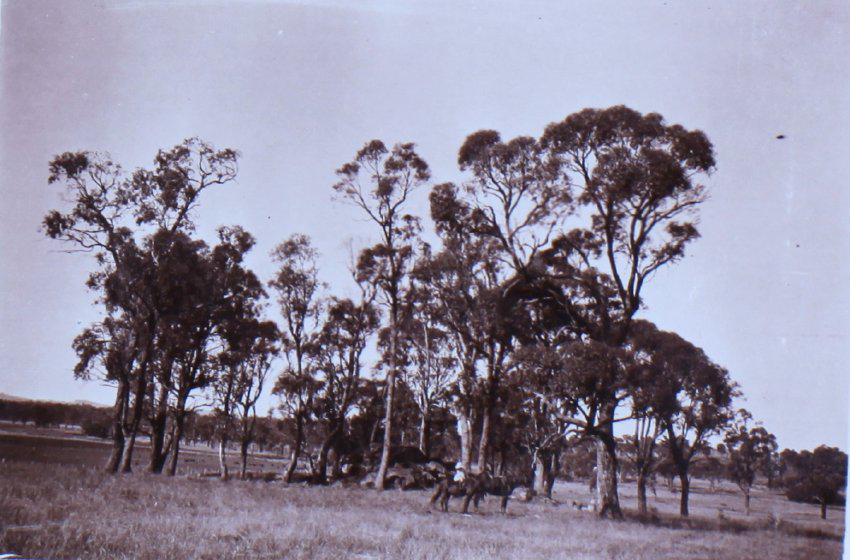 Unidentified child on horseback