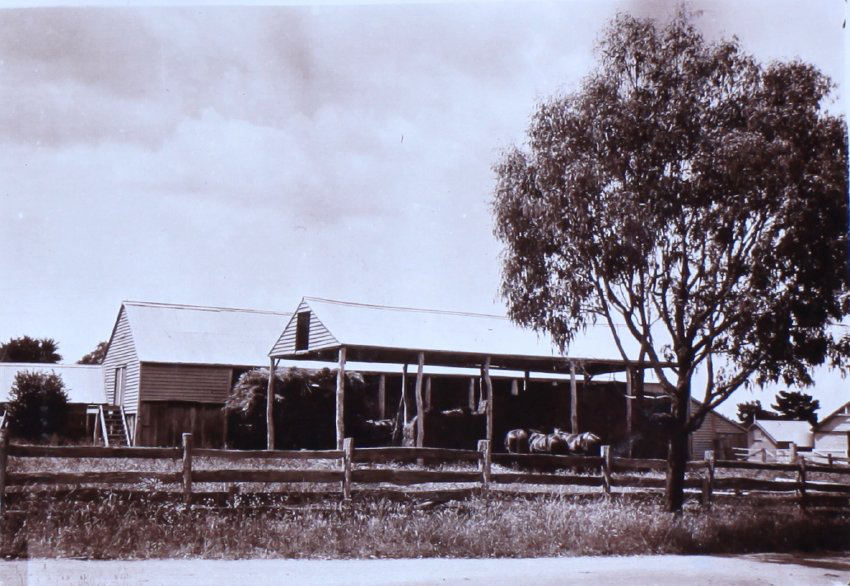 Three horses near farm buildings