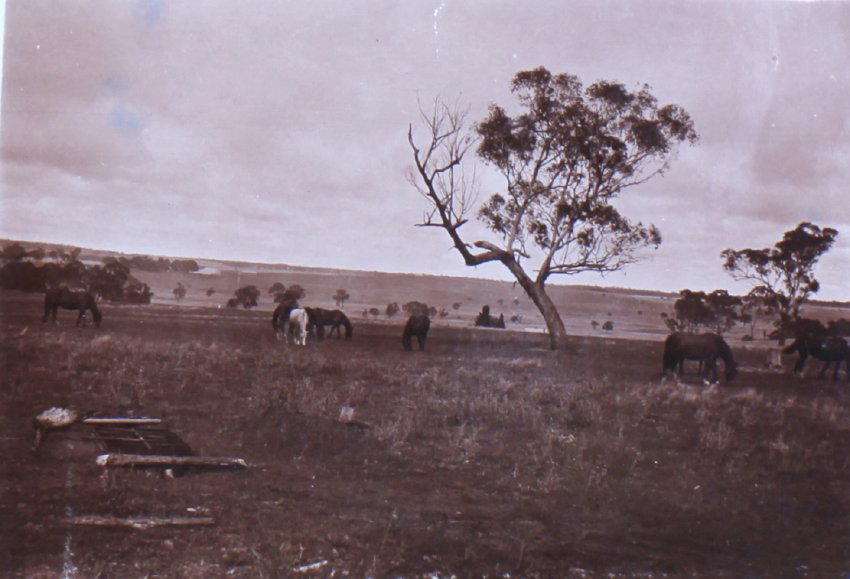 Horses in a paddock