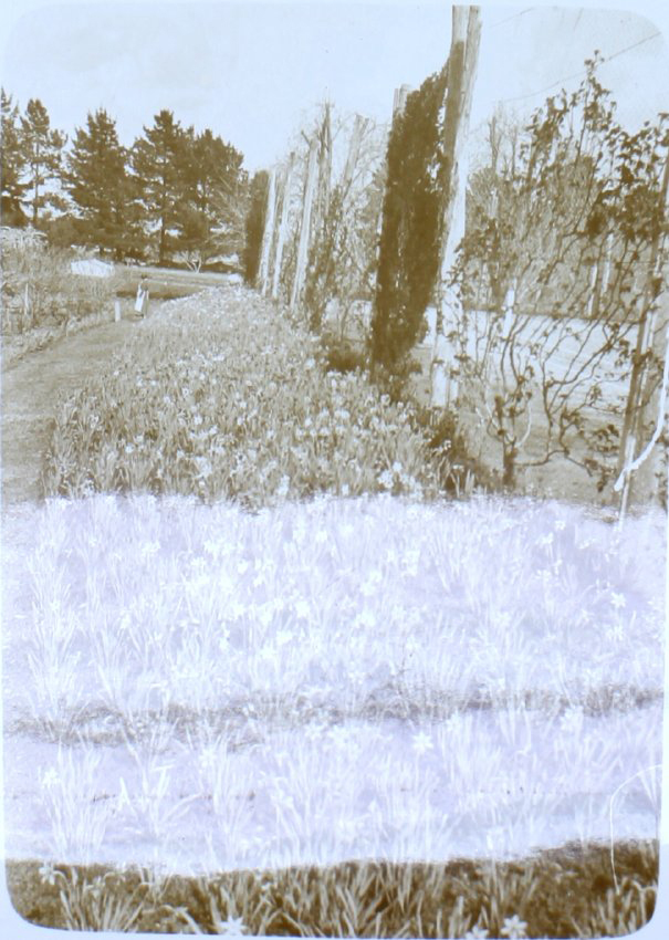 Flower gardens at Saumarez