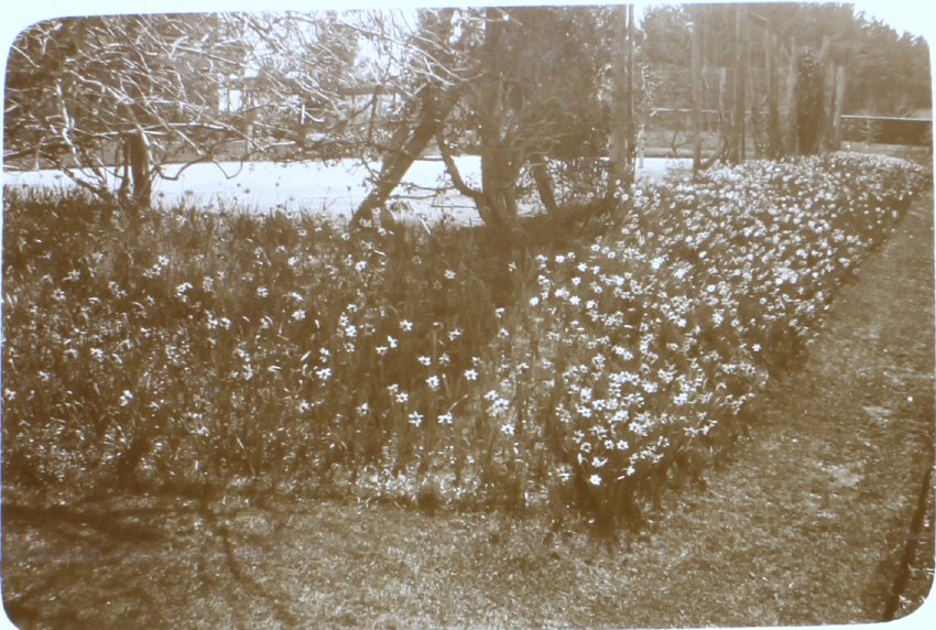 Flower gardens at Saumarez