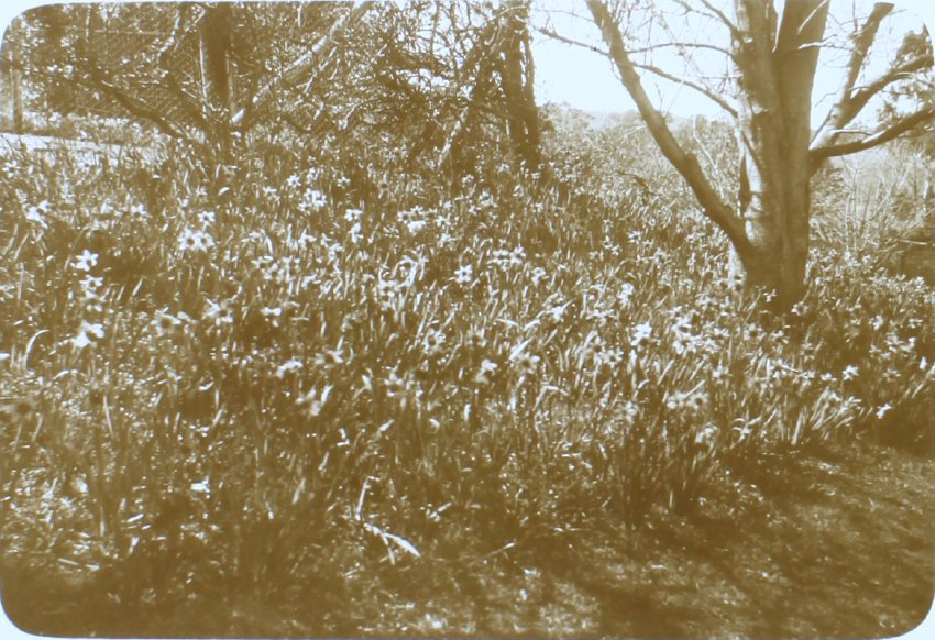 Flower gardens at Saumarez