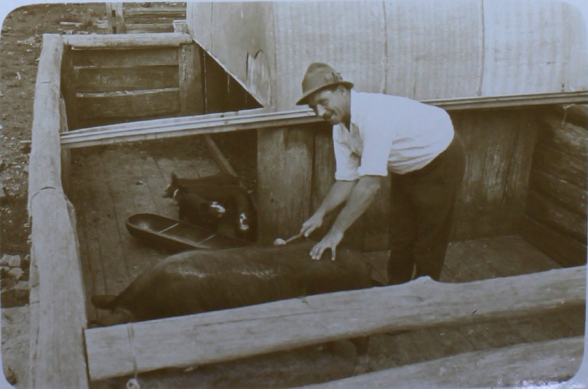 Undentified man with sow and piglets