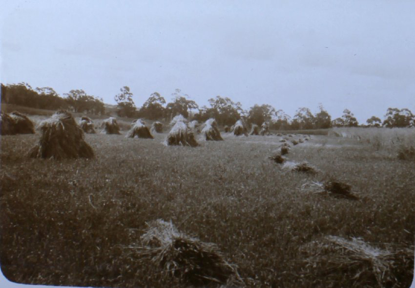 Stacking hay