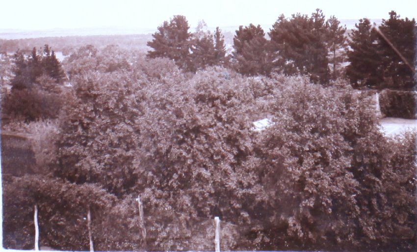 View from Saumarez Homestead