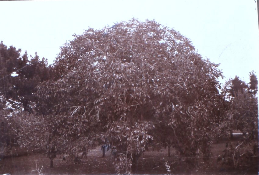 Saumarez Homestead gardens