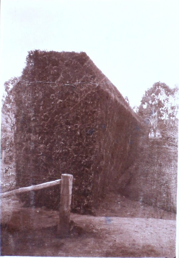 Saumarez Homestead gardens