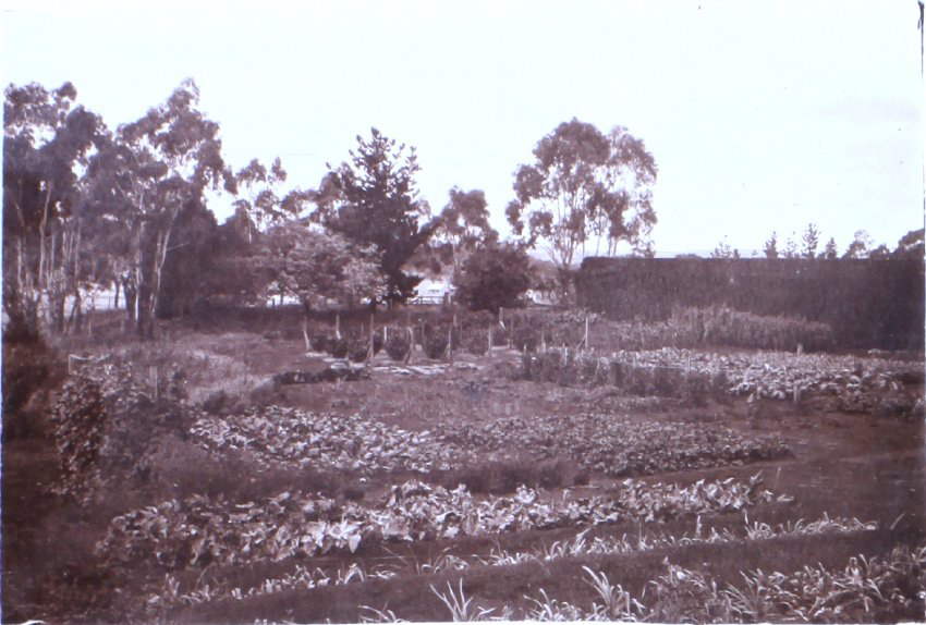 Saumarez Homestead gardens