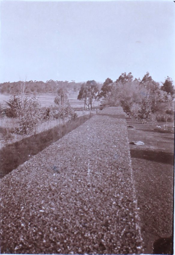 Saumarez Homestead gardens