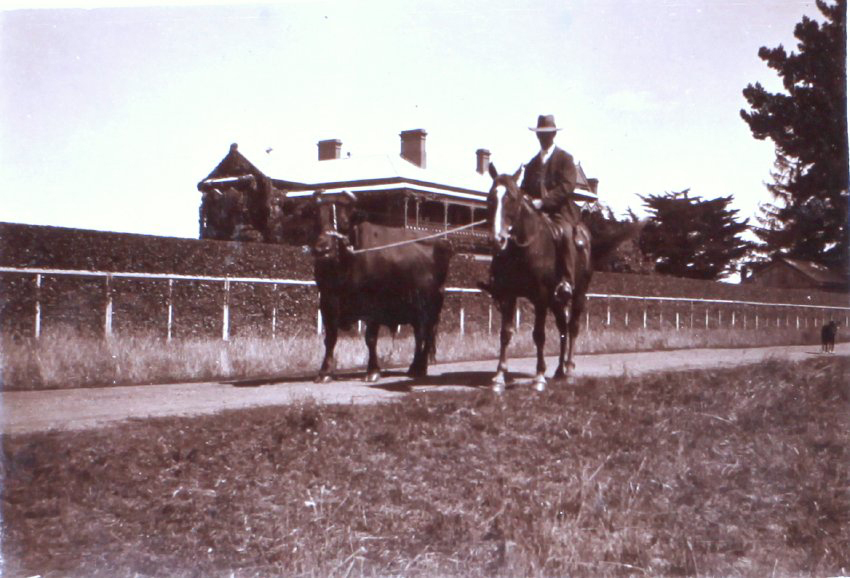 Unknown Man on horseback leading a bull
