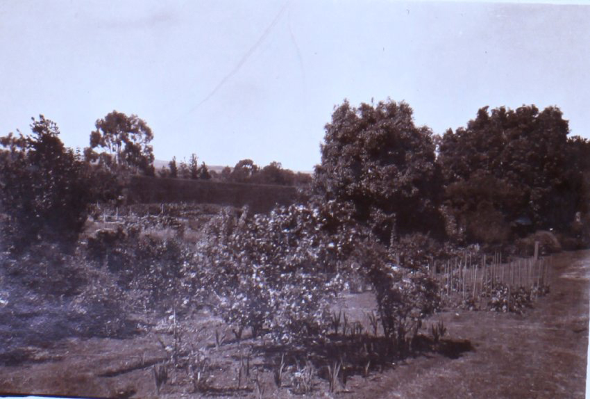 Saumarez Homestead gardens