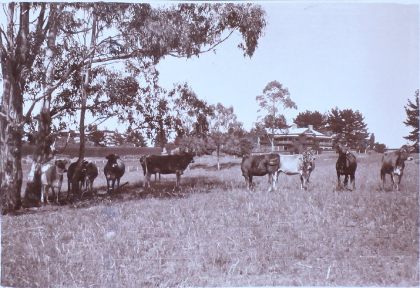 Cattle on Saumarez