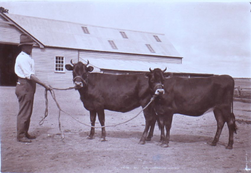 Unidentified man with two steers