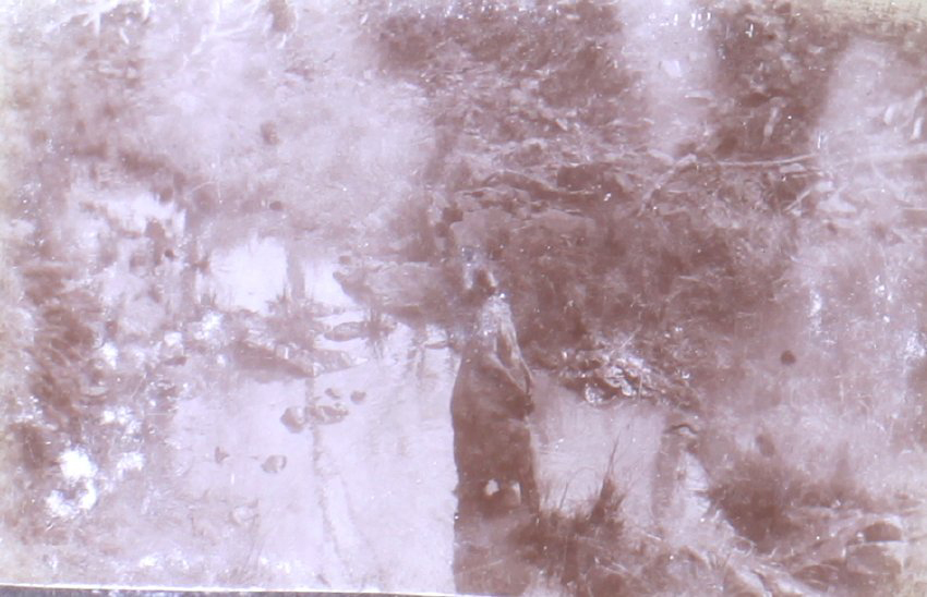 Kangaroo in beside a creek