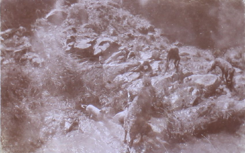 Kangaroo in beside a creek with dogs