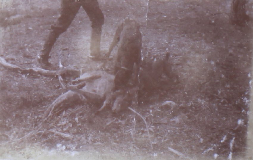 Dog with a dead kangaroo