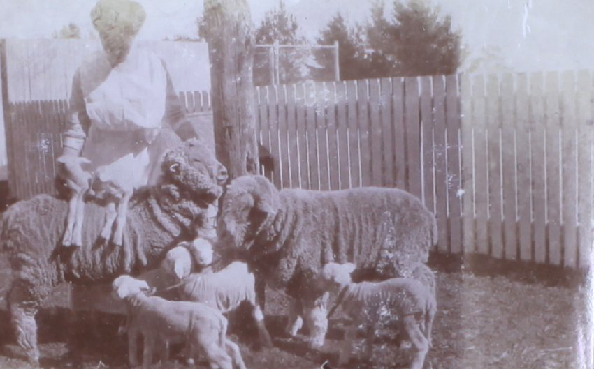 Unknown woman with merino sheep and lambs