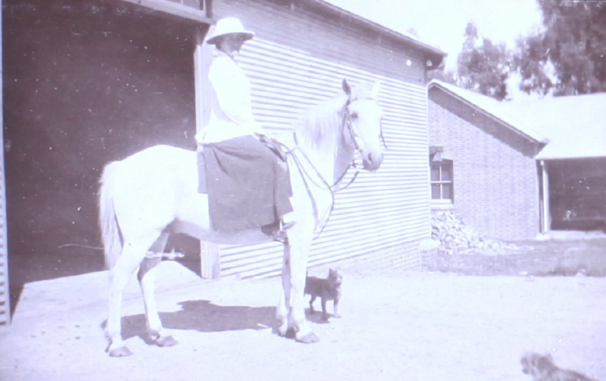 Unidentified woman on horseback with pet dogs