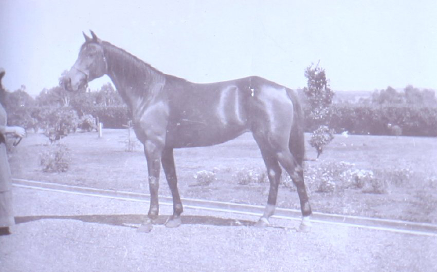 Unidentified woman holding a horse