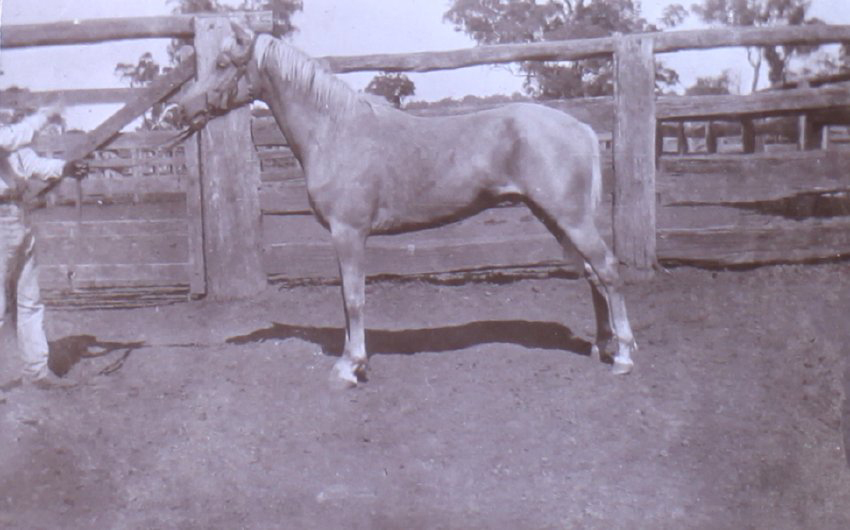 Unidentified man holding a horse
