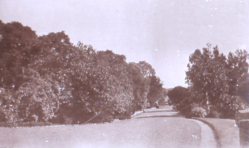 View of tree lined driveway