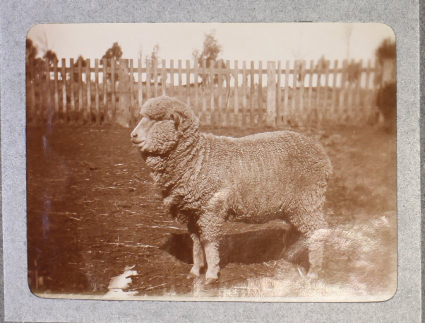 A merino sheep