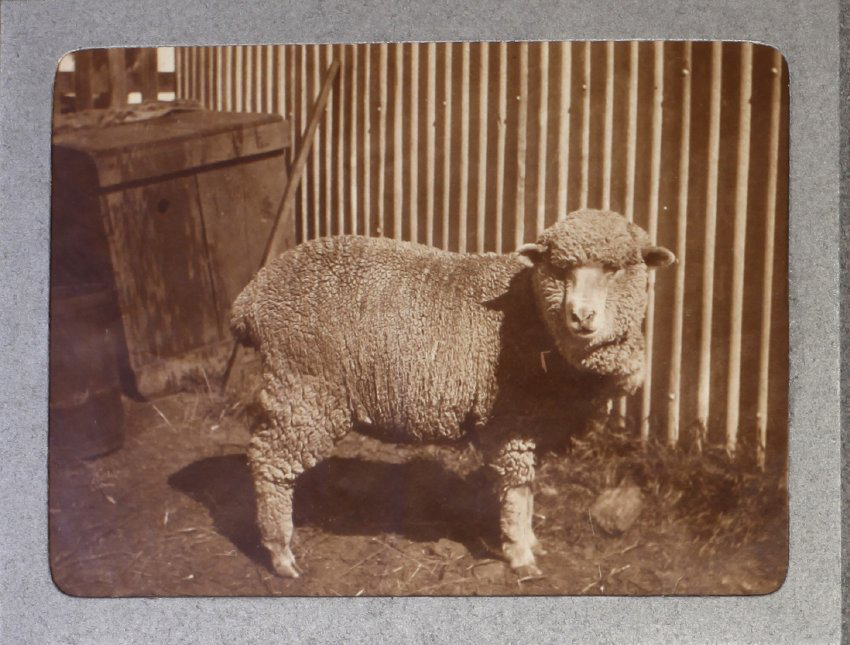 A merino sheep