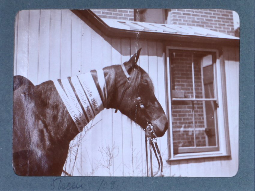 Champion horse with Armidale Show ribbons /08