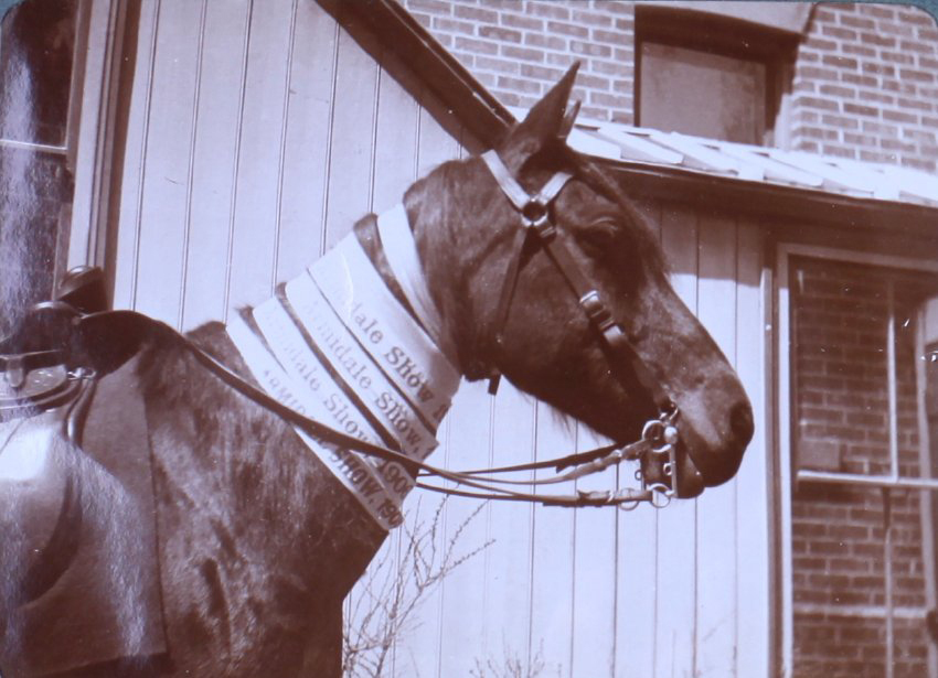 Champion horse with Armidale Show ribbons, 1908
