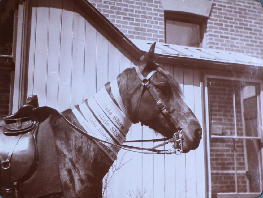 Champion horse with Armidale Show ribbons /08
