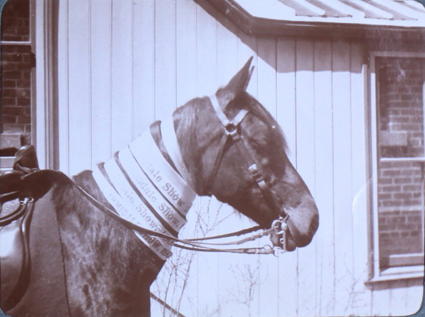 Champion horse with Armidale Show ribbons /08