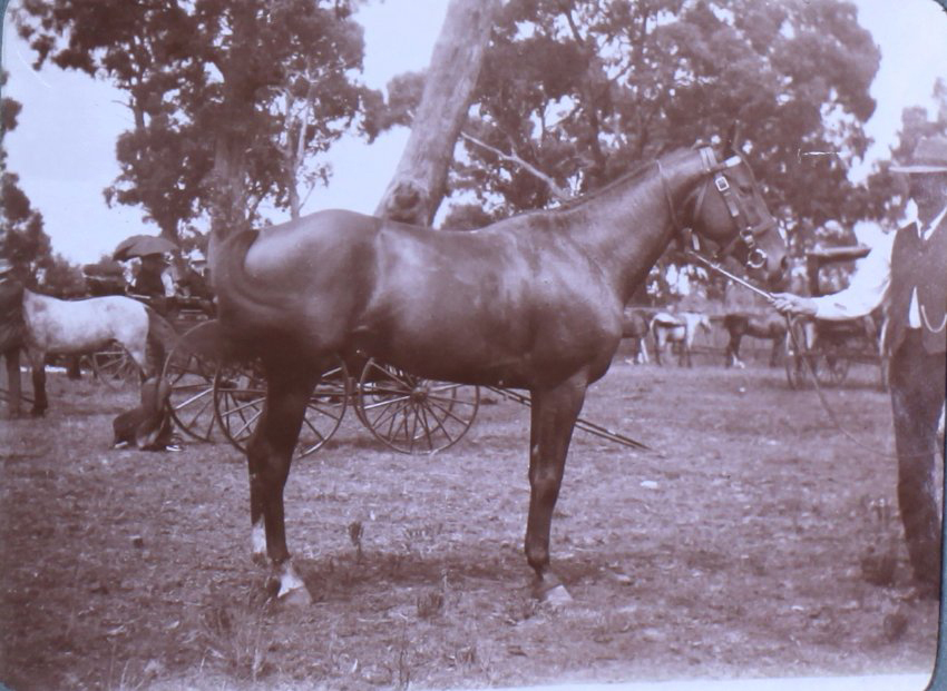 Unidentified man holding a horse