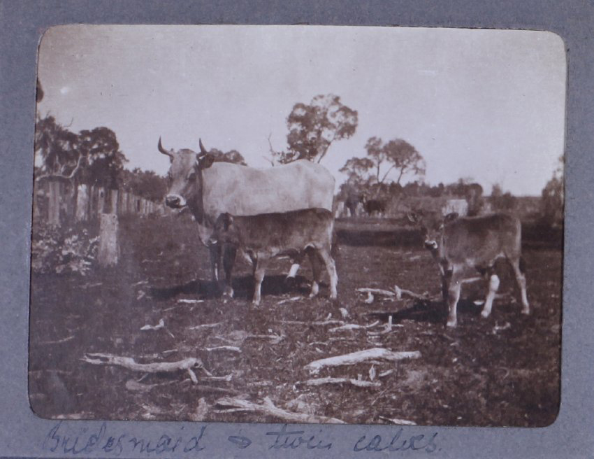 Bridesmaid and two calves