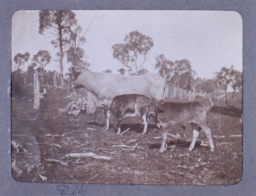 Bridesmaid and two calves