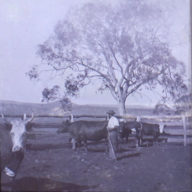 Unidentified man in stockyard with cattle