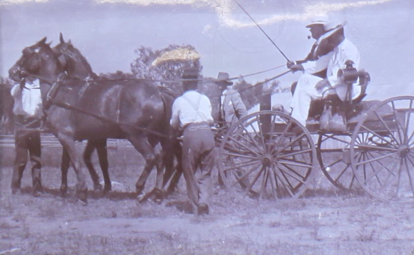 Unidentified man with horse and buggy