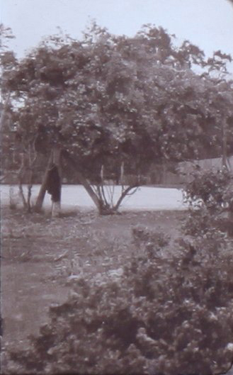 Garden at Saumarez Homestead