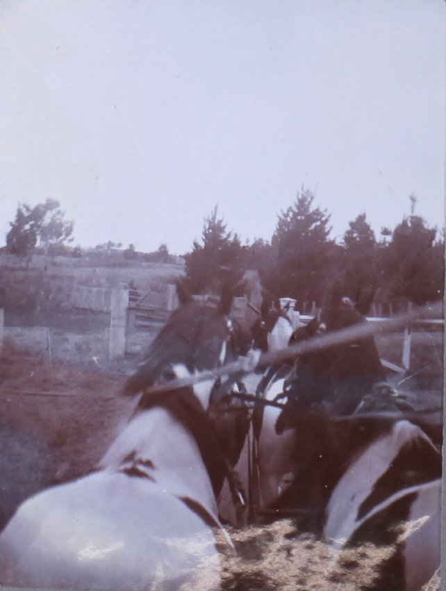 View from the drivers seat of a four in hand