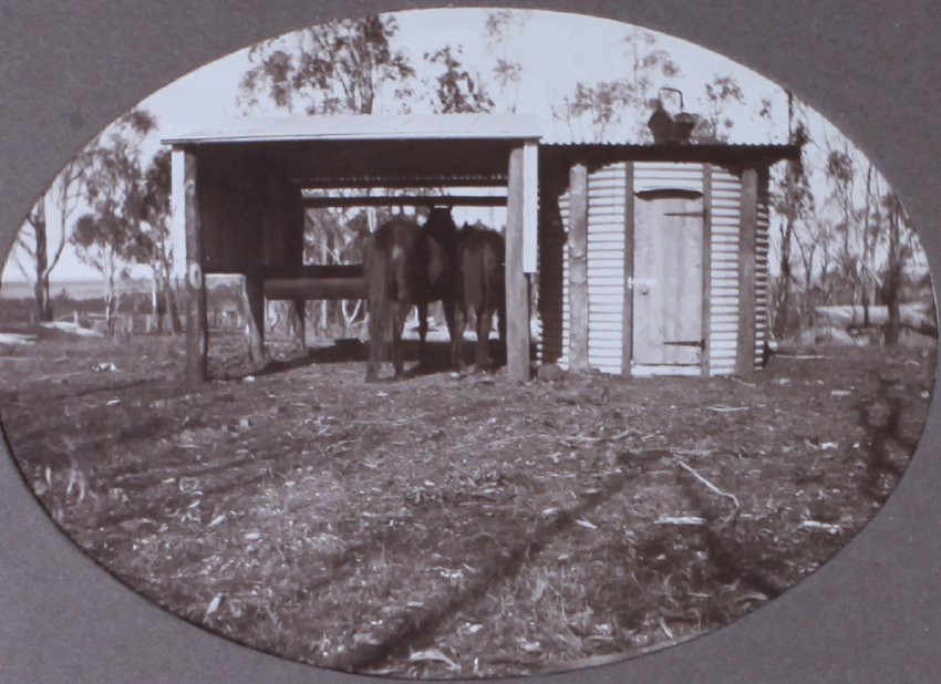 Two horses in a feeding shelter