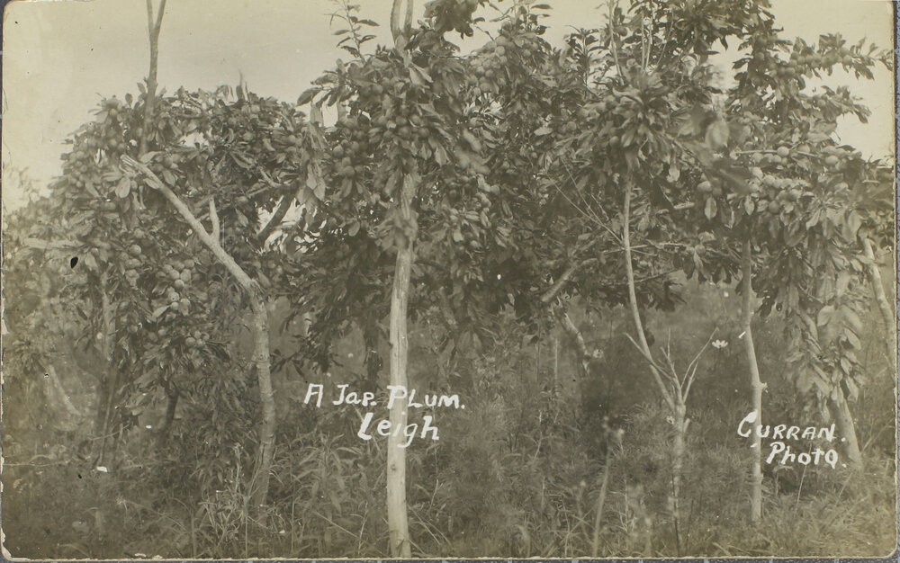 A Jap. Plum, Leigh